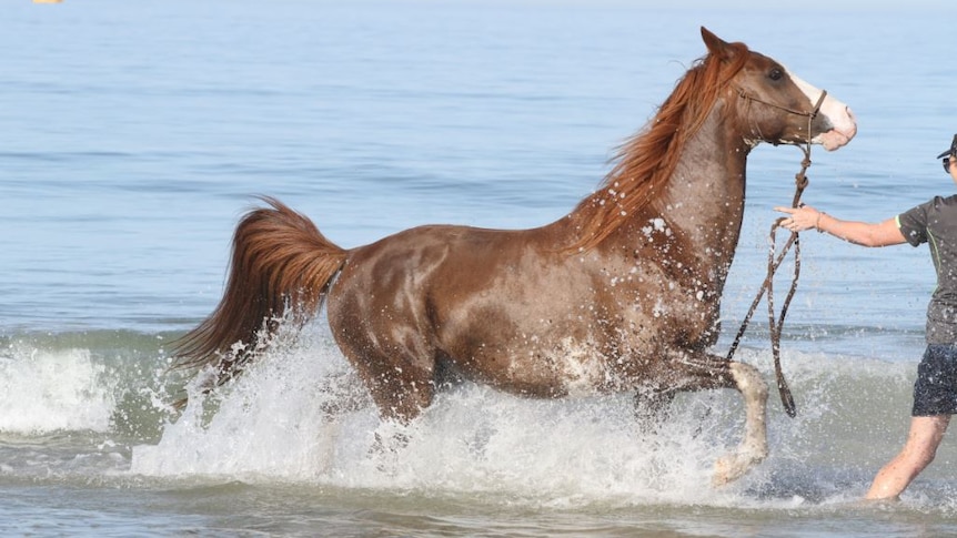 A horse walking in the water at the beach