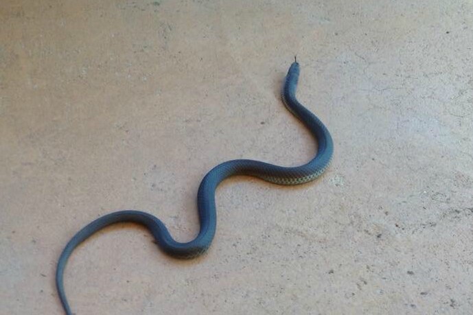 A copperhead snake on the floor.