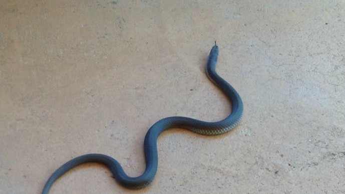 Copperhead snake on the floor