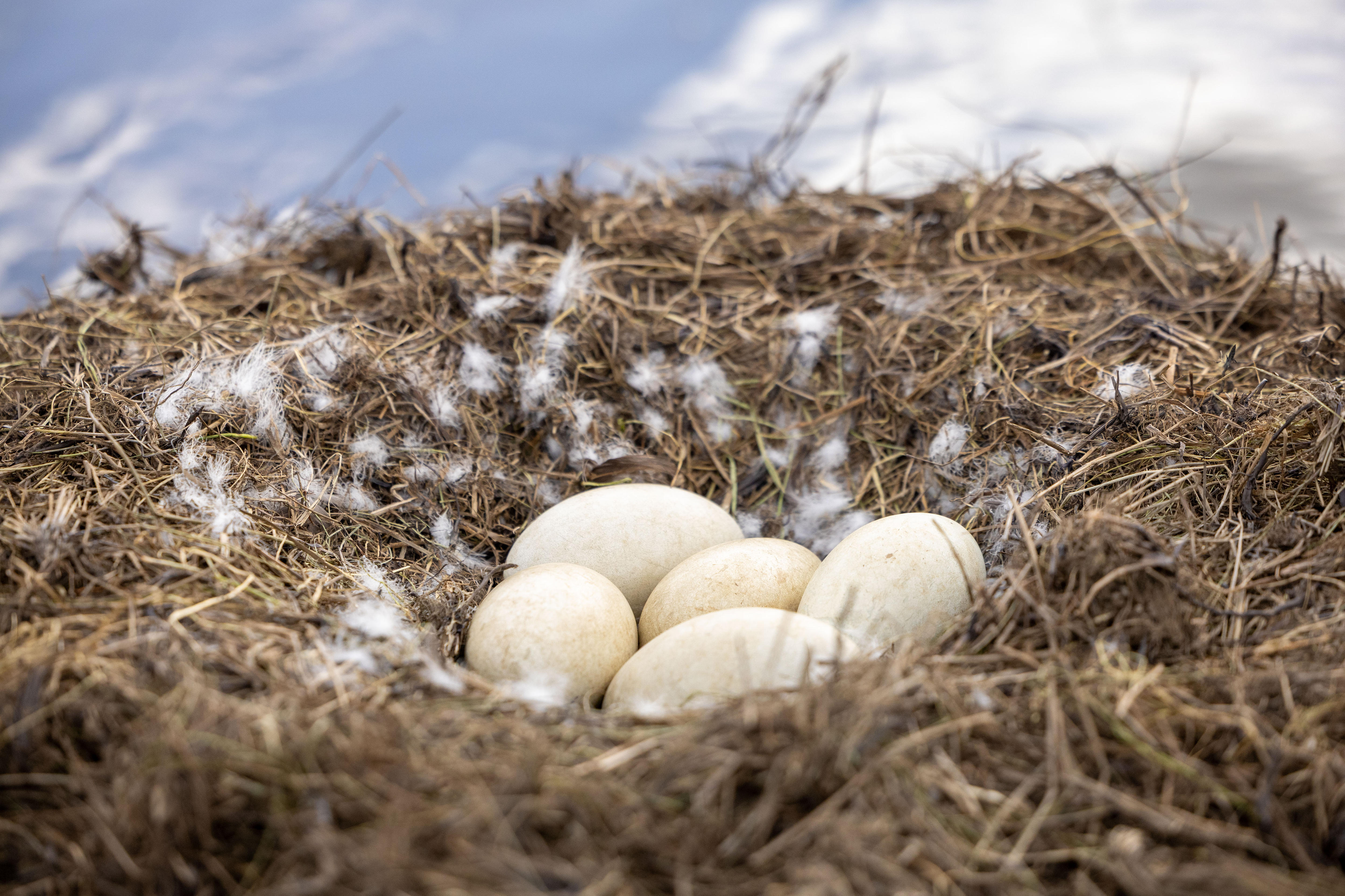 A nest of four swan eggs
