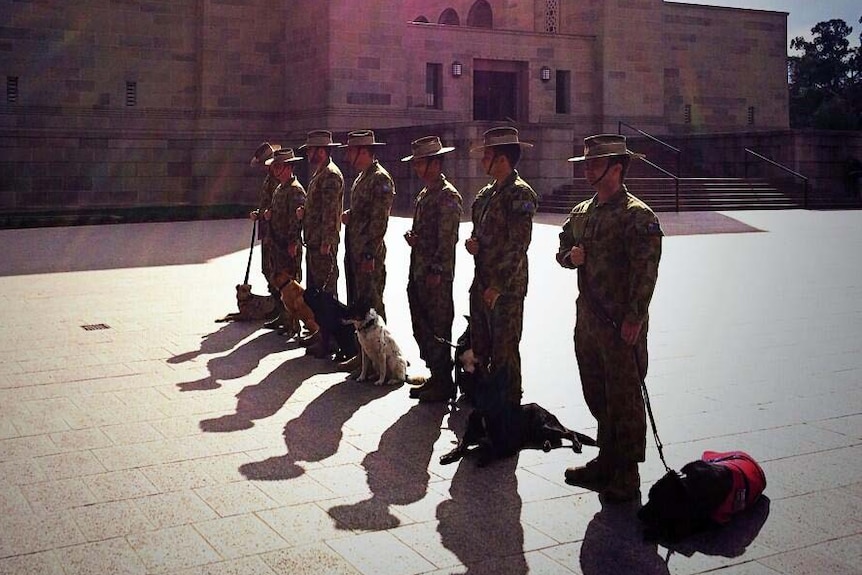 Soldiers stand with military dogs