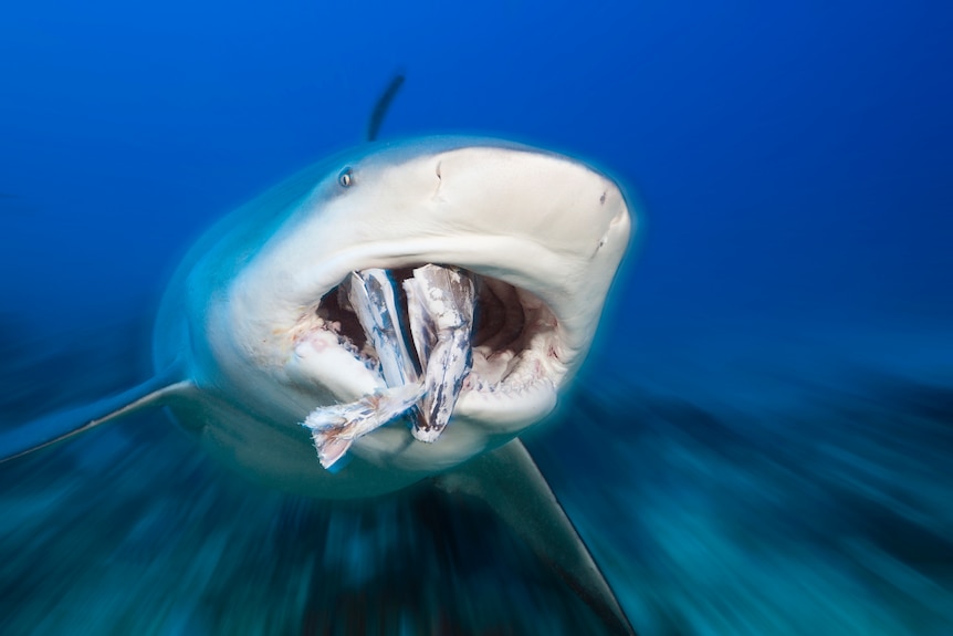 A shark with a fish in its mouth.