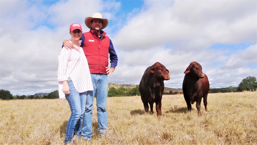 A young man and woman standing together in a wide open paddock next to two big dark red bulls