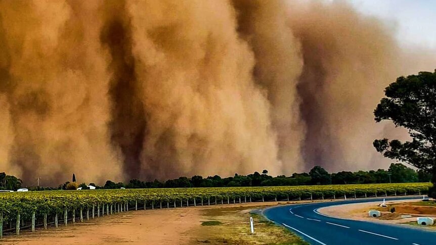 A wall of dust moves across a crop.