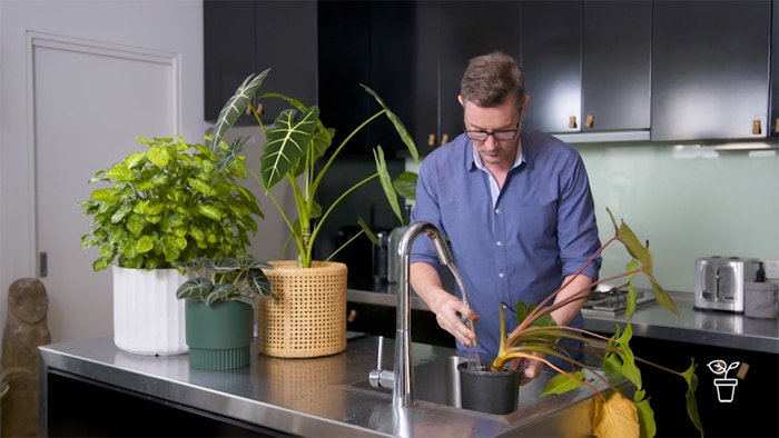 Man rinsing plants at kitchen sink