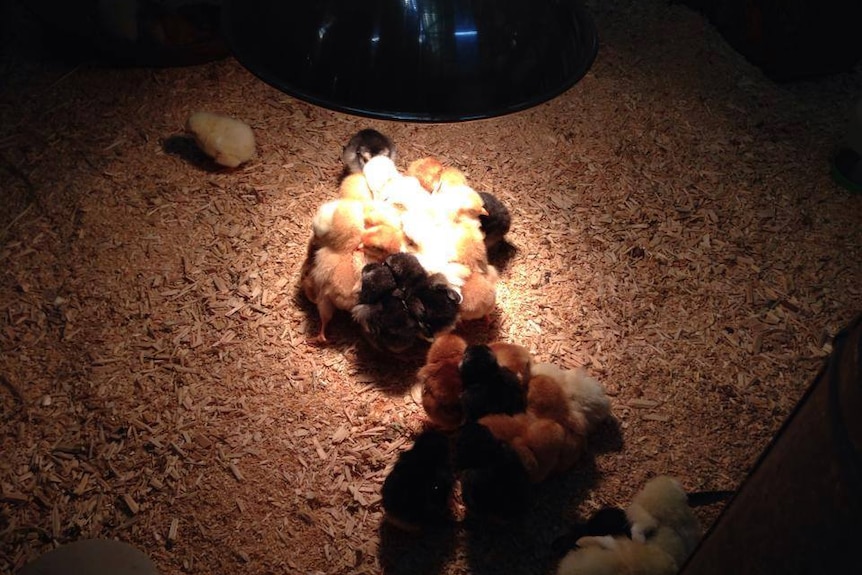 Chickens under a heat lamp.