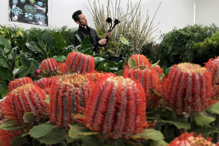 Florist Bart Hassam admires native flowers at his market in Brisbane.