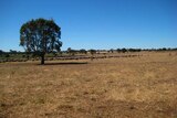A hot dry paddock in Victoria