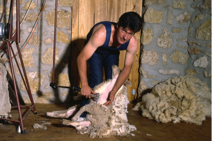 Don Wray in his shearing days