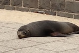 Seal wanders onto Melbourne street