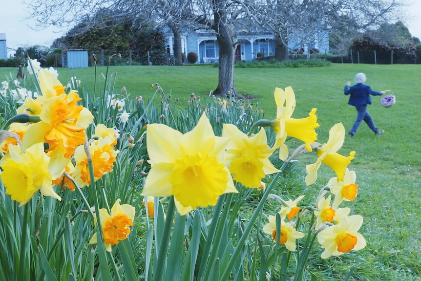 Daffodils and an historic farmhouse frame a young girl skipping between the two