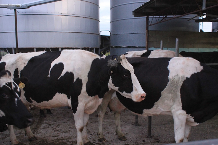 Wide shot of black and white diary cows, milk vats in background