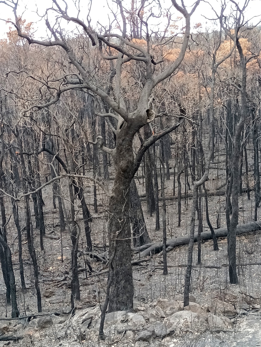 Burnt out trees in a forest.