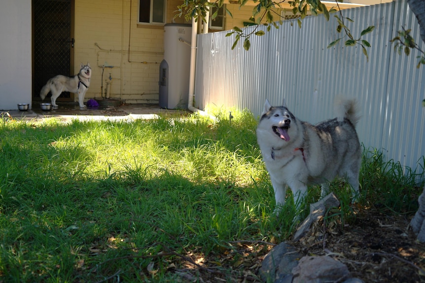 One husky stands in the foreground looking up while another stands several meters away near a closed door