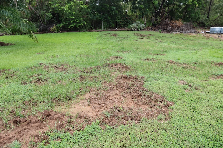 Several patches of torn up grass and dirt in the green lawn of a residential garden.