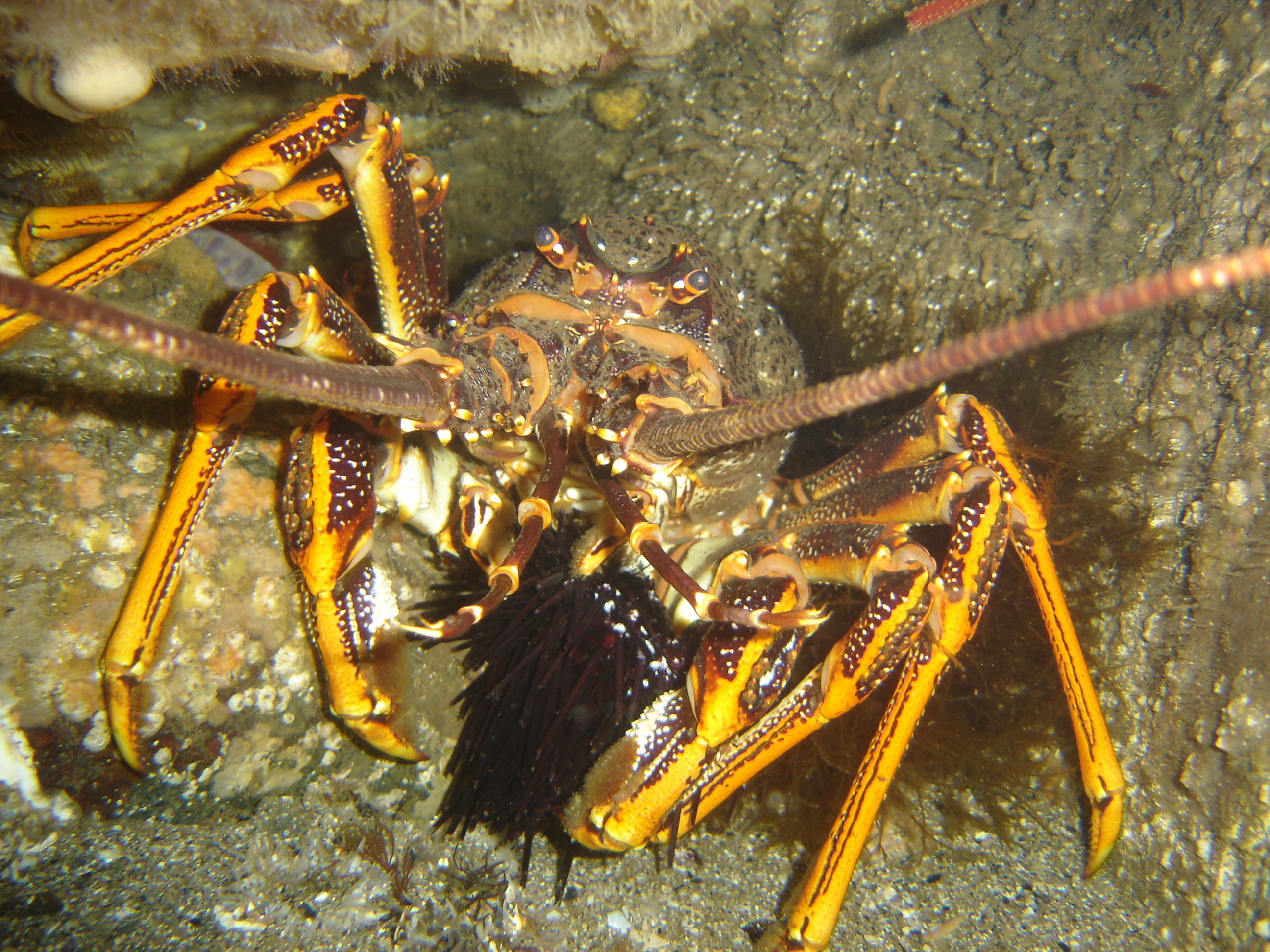 Lobster eating long-spined sea urchin.