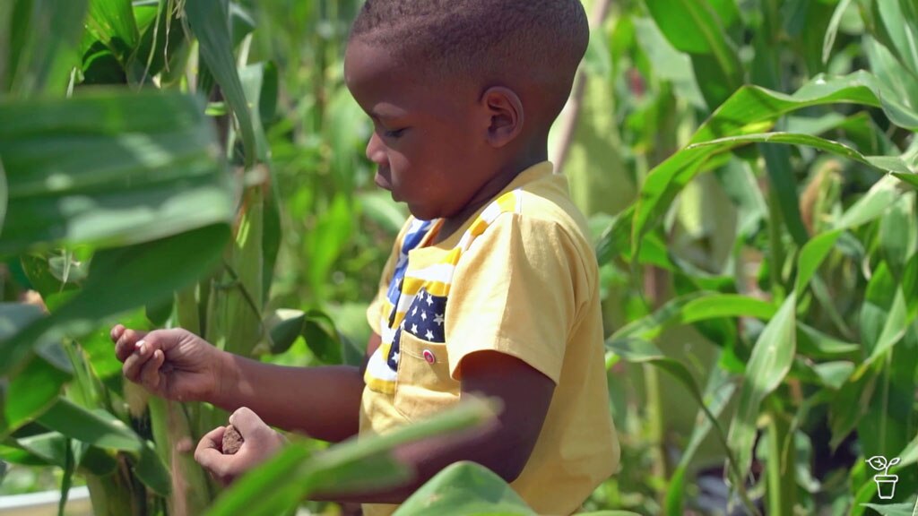 Amazing Maize - Gardening Australia