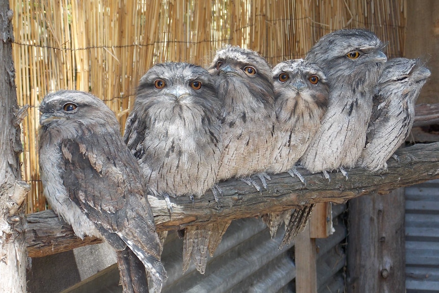 Six Tawny Frogmouth birds sitting on a perch