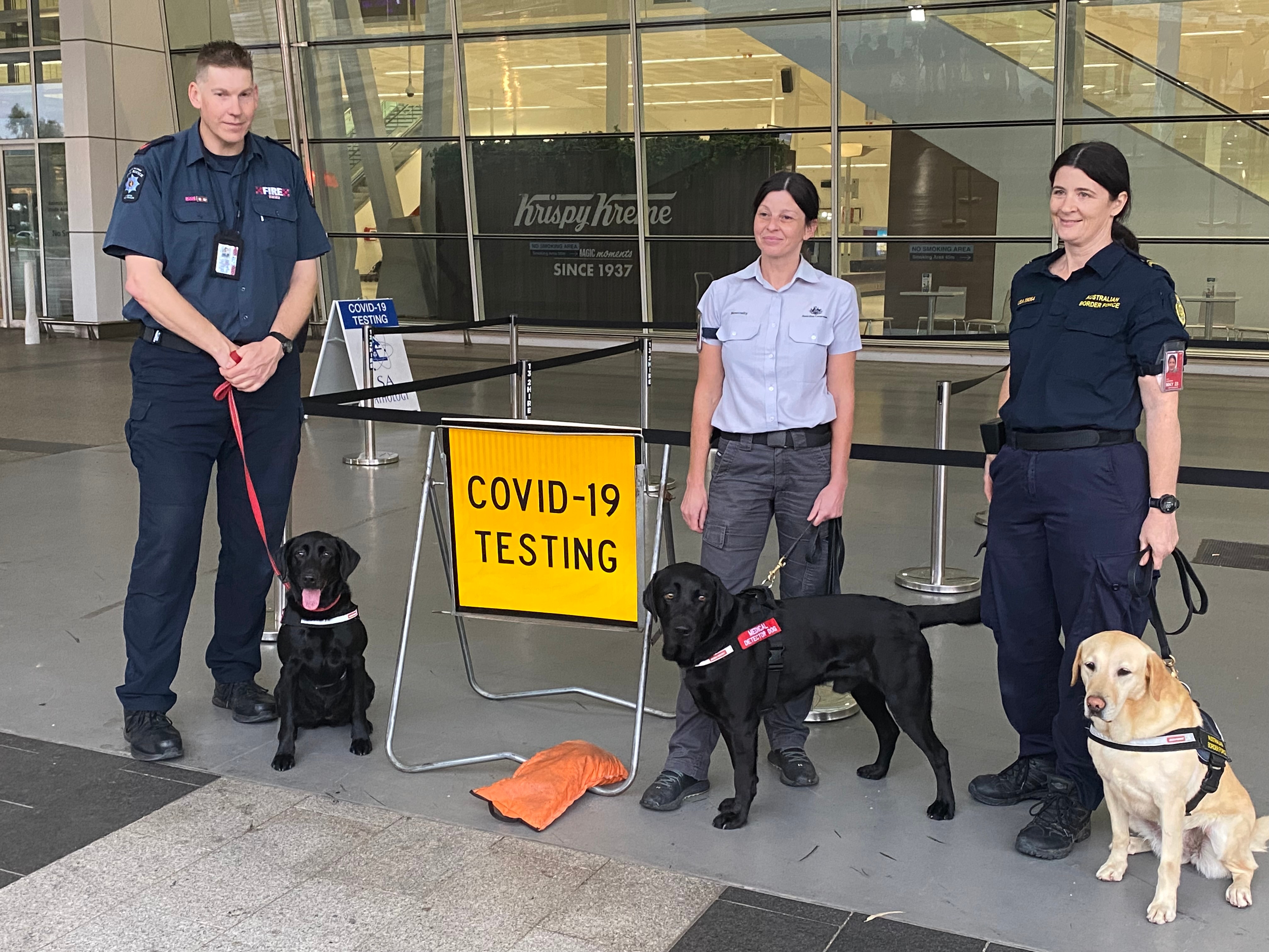Những con chó đánh hơi tham gia thử nghiệm tại Sân bay Adelaide. (ABC News: Sarah Mullins)