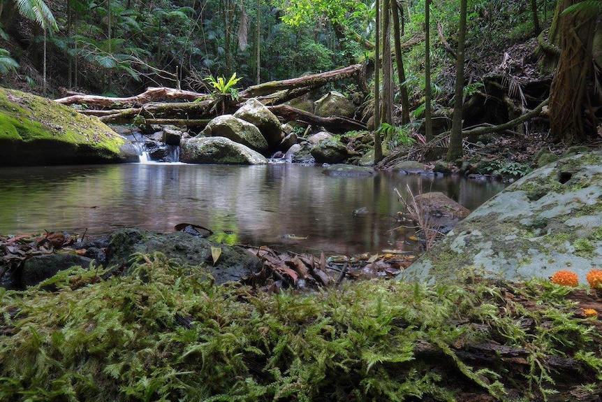 Orange fungi in the foreground of a rainforest landscape with a creek and waterfall