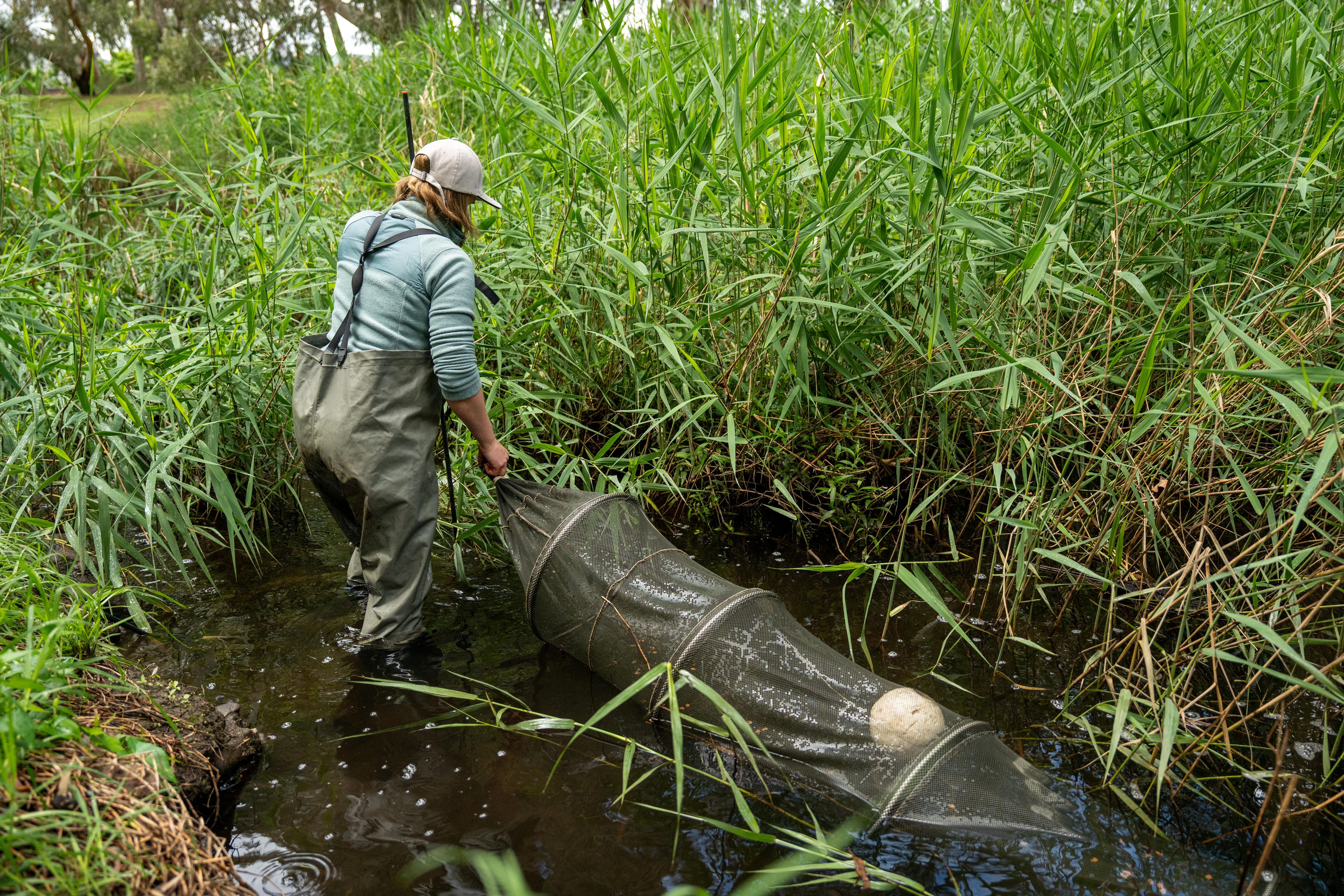 A woman in a river with a long net