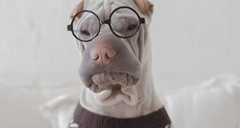 A dog wearing glasses and a jumper, with its mouth closed, looking towards the camera.