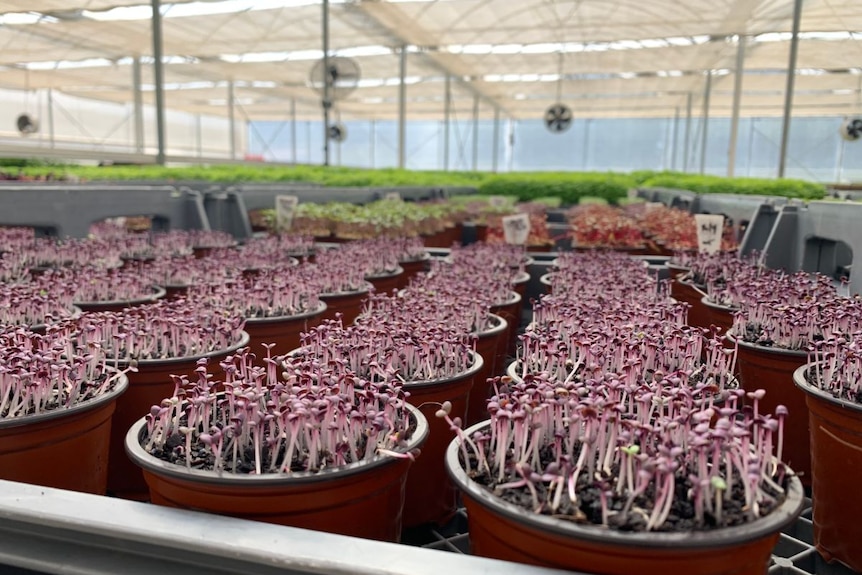 A close-up photo of rows of tiny purple microgreen sprouts in small plastic pots on a table.