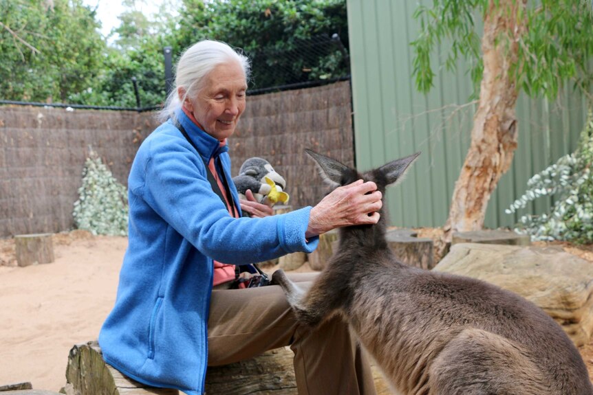 Dr Jane Goodall pets a Kangaroo at Perth Zoo.