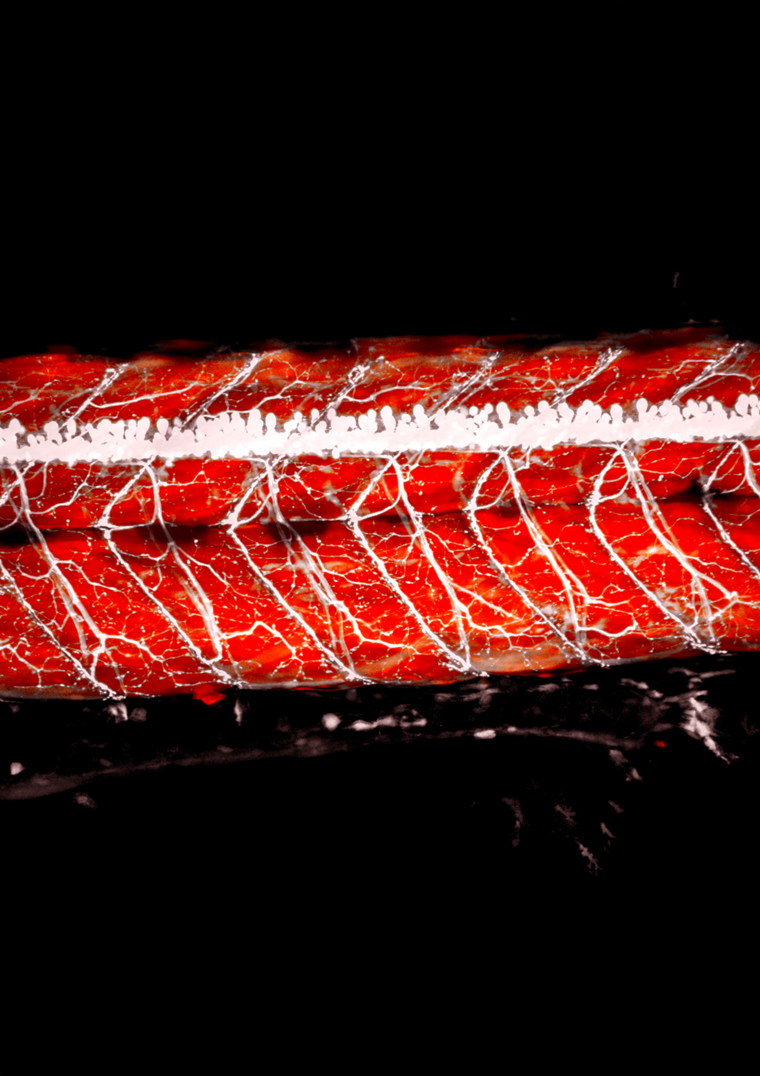 Uma visão microscópica de um peixe-zebra.