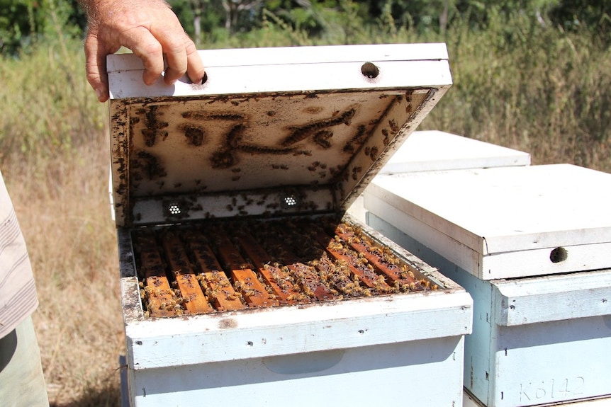 a man holding open the lid of a bee hive