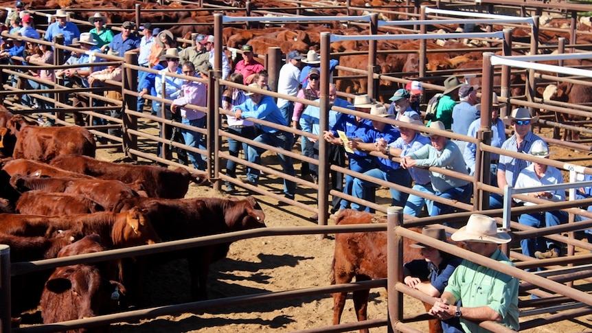 Confidence is slowly returning to the Gympie cattle market as the drought lifts