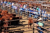 The Alice Springs show sale