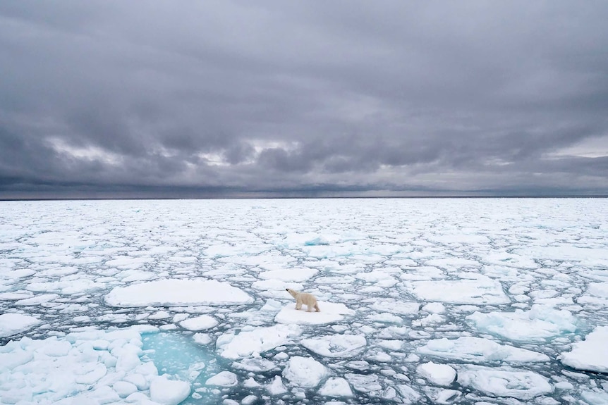 A stranded polar bear stands isolated on fracturing polar ice. There are grey clouds in the sky above