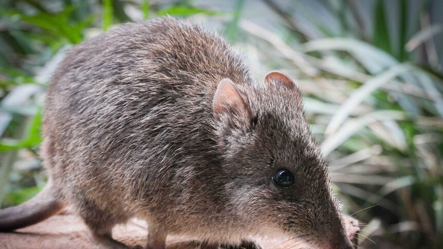 close up of a long-nosed potoroo