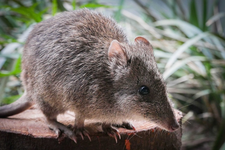 close up of a long-nosed potoroo