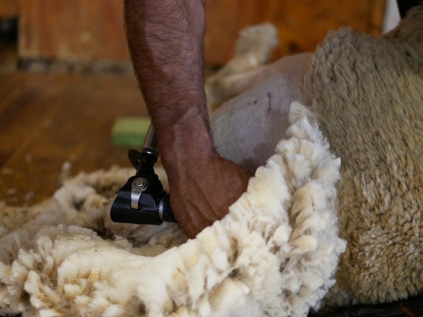 A shearer holding a handpiece shearing a fleece off a sheep. 