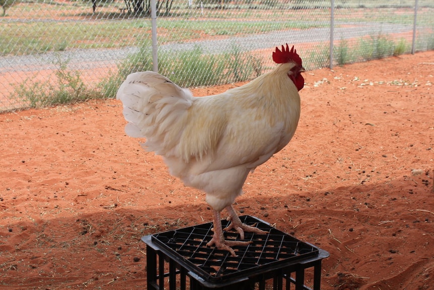 Cluck Norris sitting on a crate