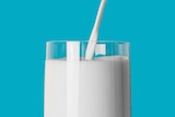 Close up of milk being poured into a glass, against a bright blue background.