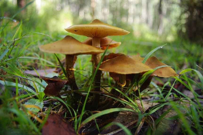Close-up of a golden brown mushroom in the grass