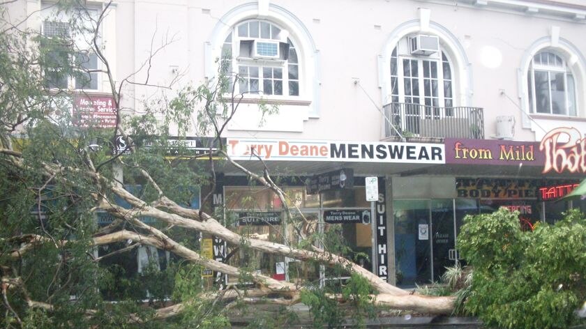 A large gum tree lies across Victoria Street in Mackay's CBD.