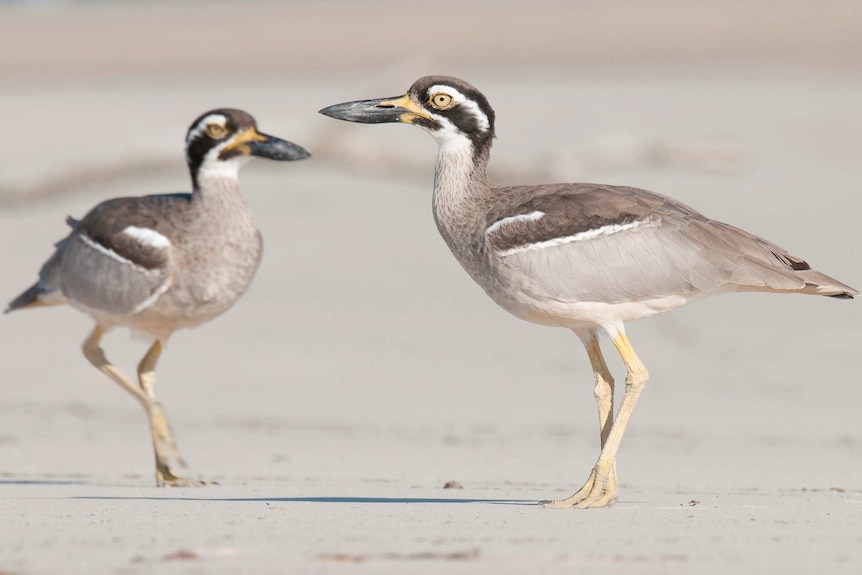 Beach Stone-curlew