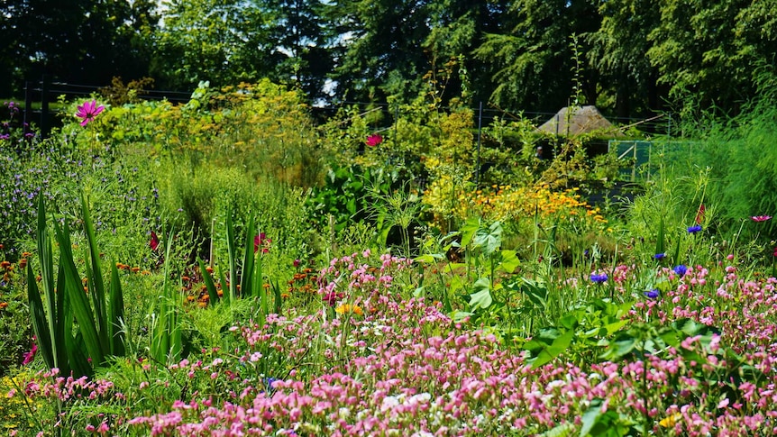 A lush green garden dotted with pink, fuscia, purple and yellow flowers and large green forrest in the background.