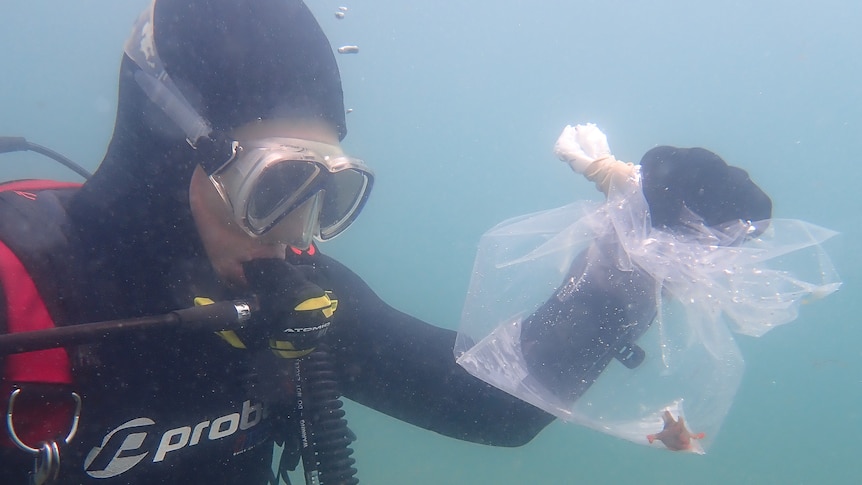 A person in scuba diving gear holds a red handfish in a water-filled plastic bag 