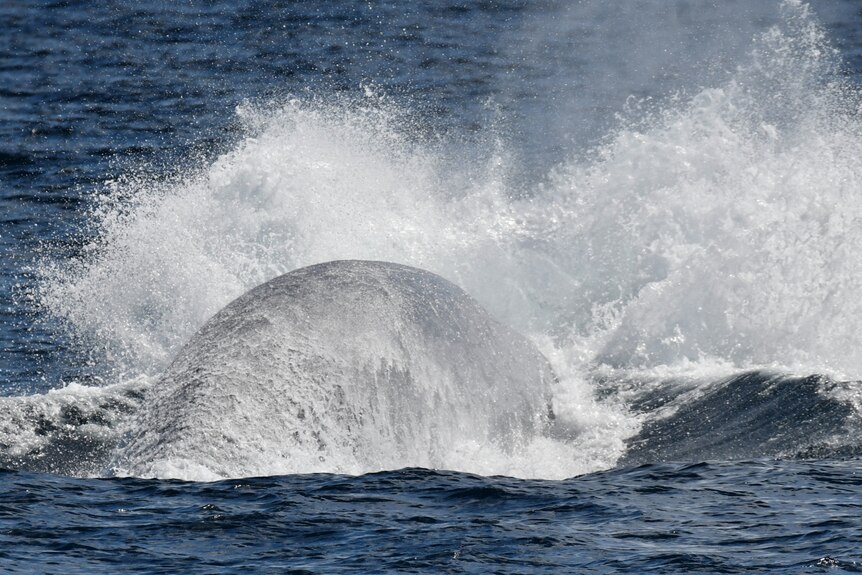 A whale's back breaching the surface of the sea.
