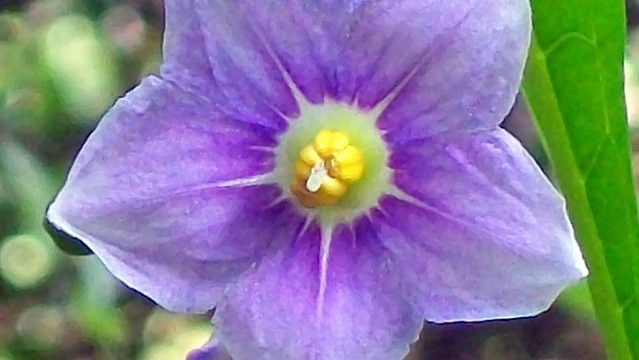 Kangaroo apple flower