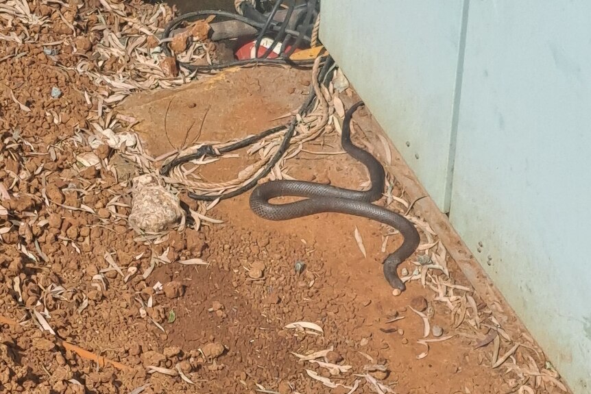 A brown snake next to an electricity box.