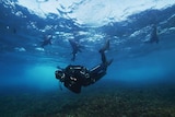 A woman underwater with a large camera wearing a wetsuit with a camera with 5 sea lions swimming behind her.