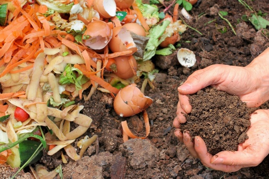 food scraps and compost in someone's hand