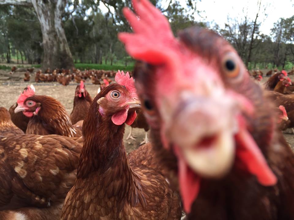 Farmers welcome new national standard for free-range egg production - ABC  News