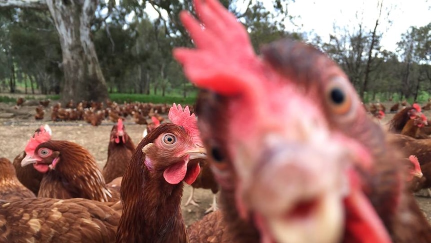 Free range chickens at Green Eggs farm, in western Victoria